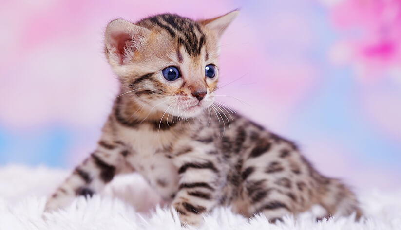 Bengal kitten with brown rosettes Bengal kitten with brown rosettes