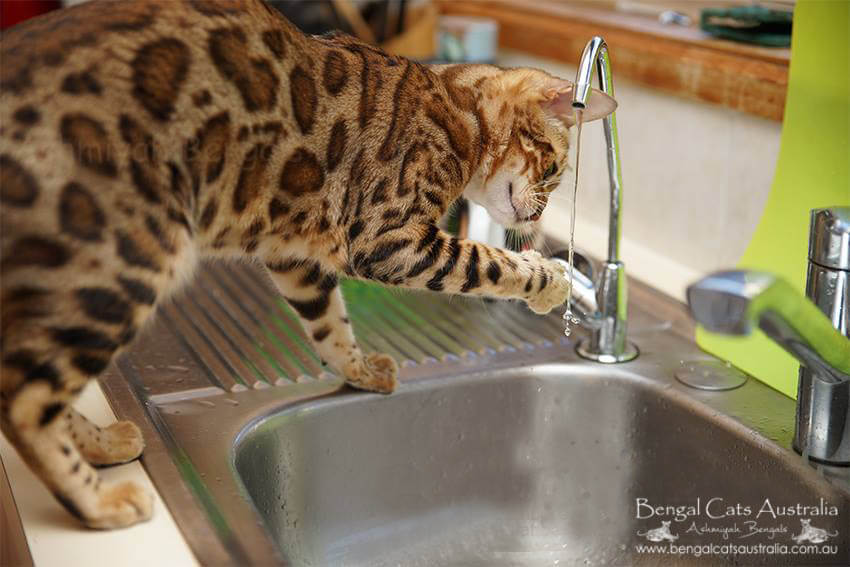 Bengal cat drinking water