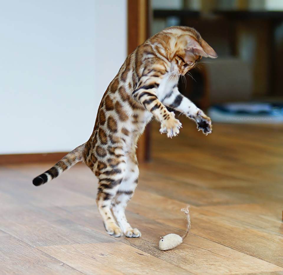 Bengal cat with whited underside Bengal cat with whited underside