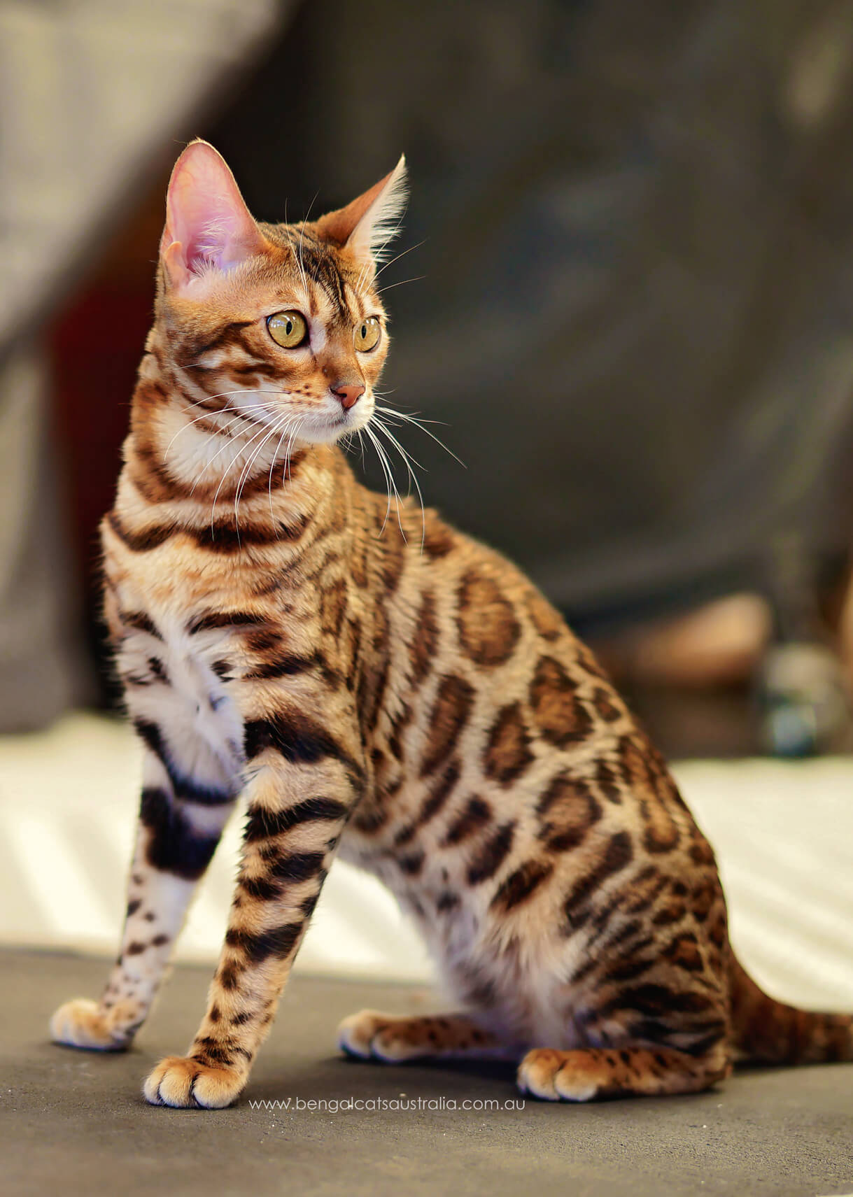 Whited Bengal cat with rosettes Whited Bengal cat with rosettes