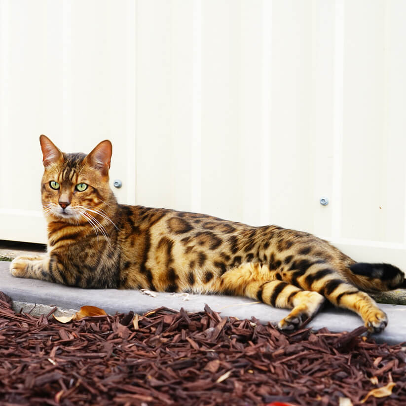 Bengal cat-Golden undercoat Bengal cat-Golden undercoat