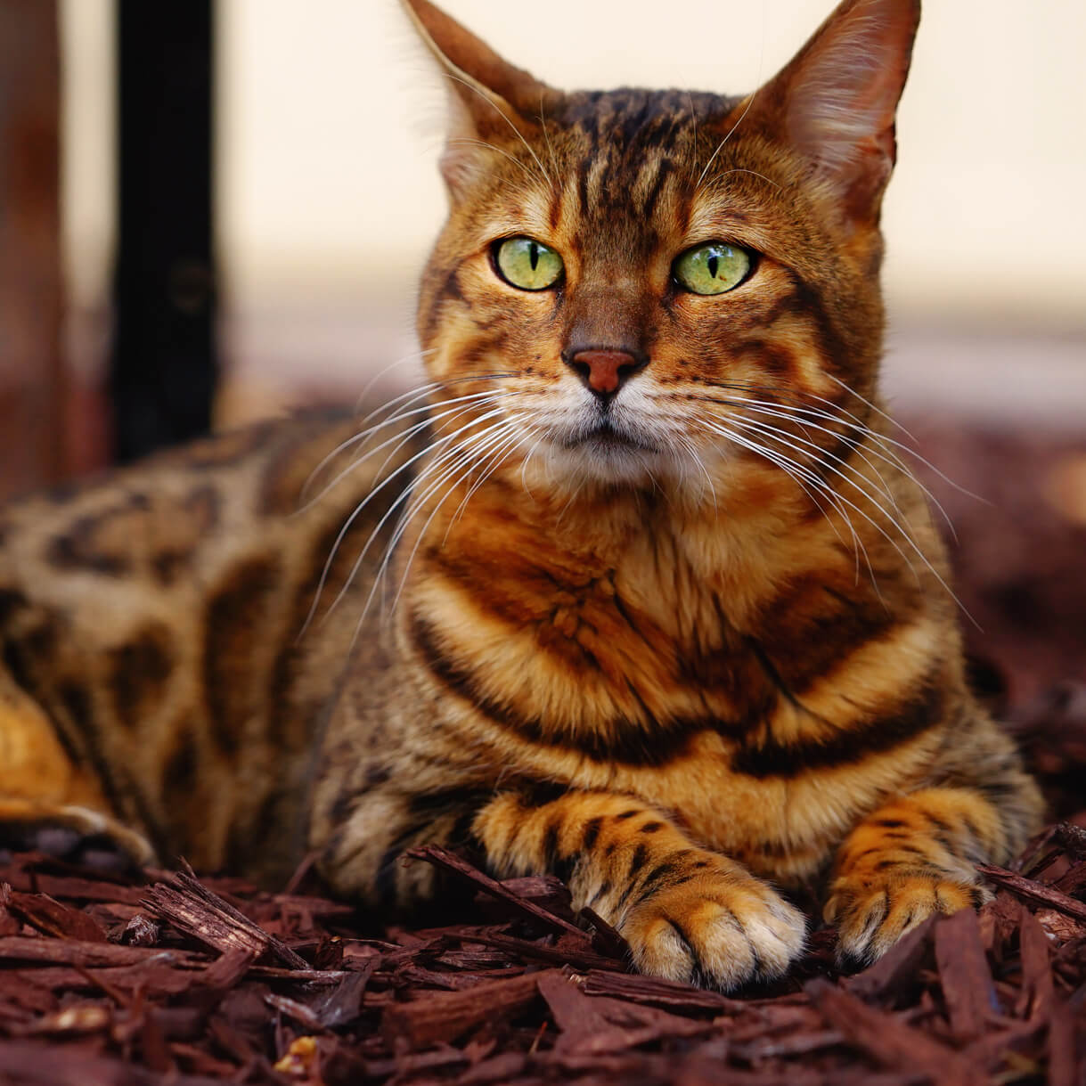 Bengal cat nose-whiskers Bengal cat nose-whiskers