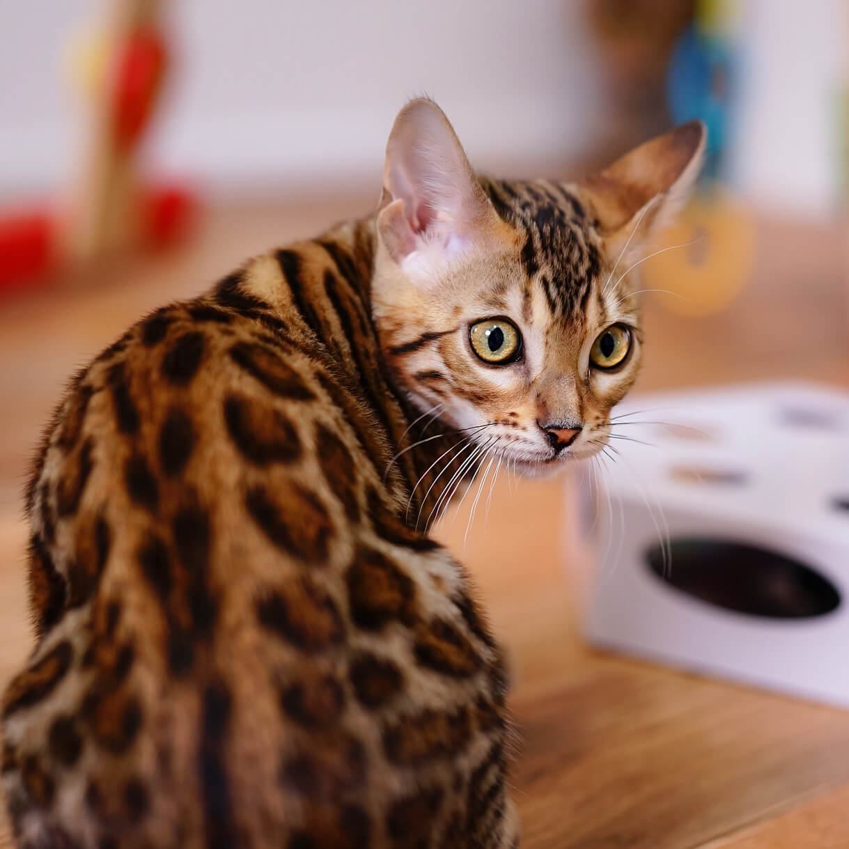 Bengal kitten-large nocturnal eyes Bengal kitten-large nocturnal eyes