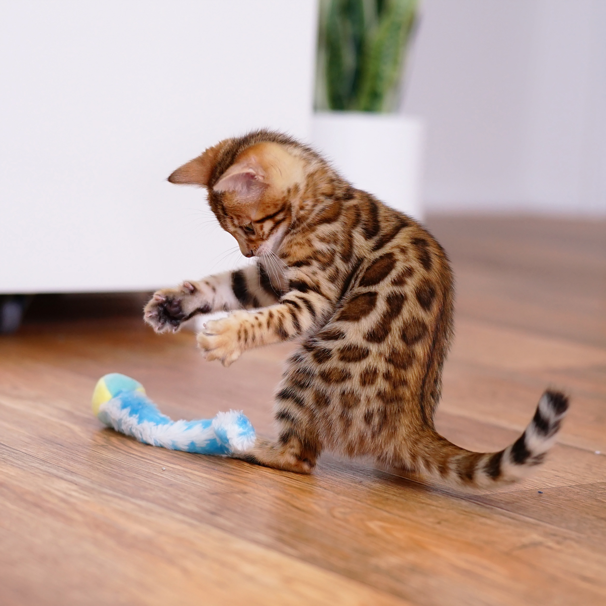 Bengal kitten-Ashmiyah Soda