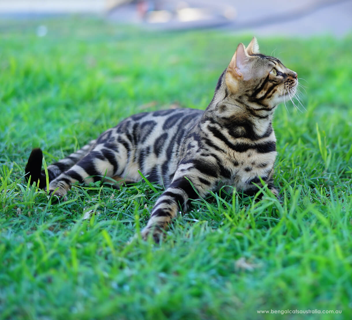 Bengal cat rolling on grass
