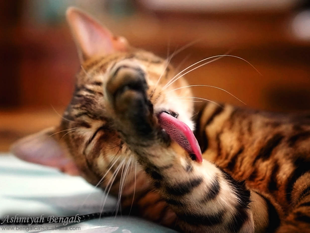 Brown Bengal cat grooming