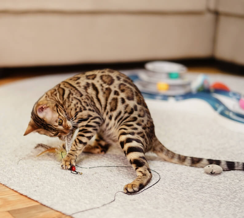 Bengal cat large rosette pattern