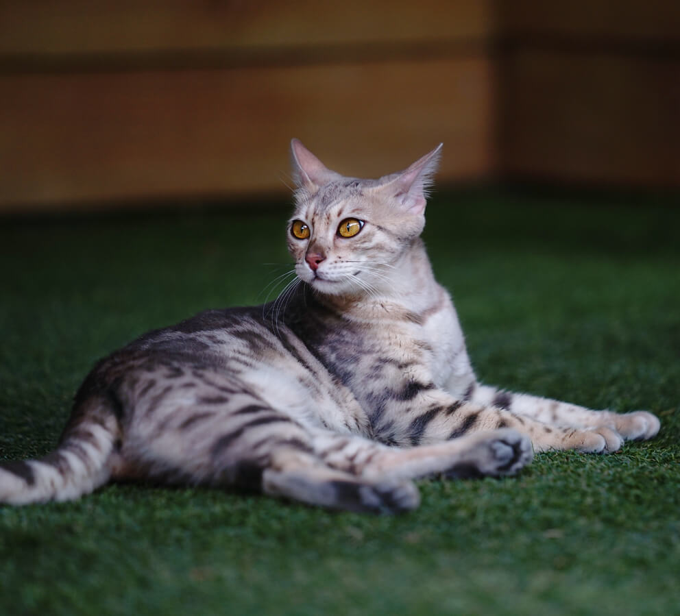 Bengal cat Blue Bengal coat colour Bengal cat Blue Bengal coat colour