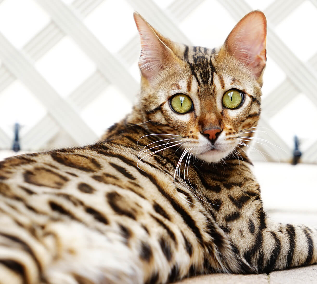Brown Bengal cat with green eyes