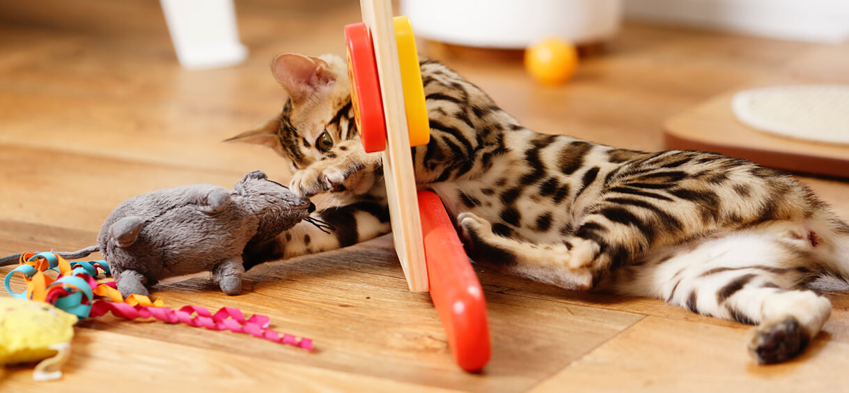 Brown Bengal Cat with rosettes Brown Bengal Cat with rosettes