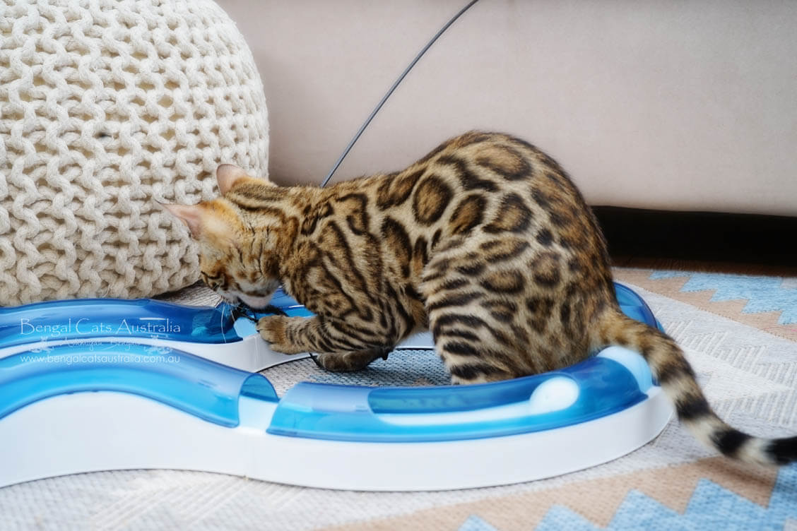 Bengal cat-Golden colour-clouded-pattern Bengal cat-Golden colour-clouded-pattern