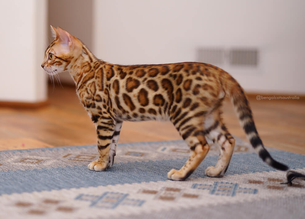 Bengal cat with Golden coat