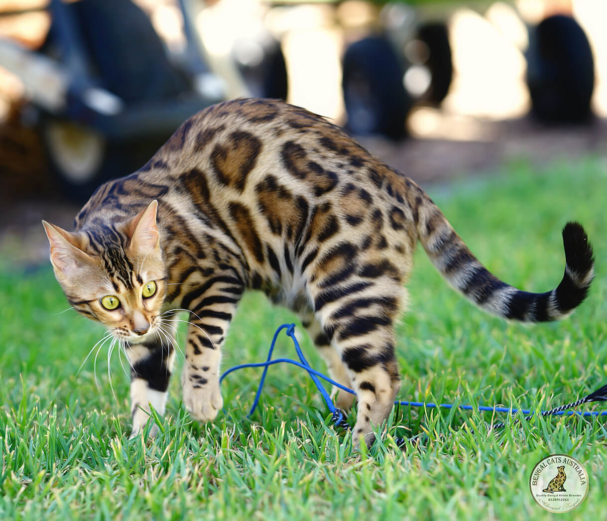 Bengal kitten-brown rosetted pattern-clear coat Bengal kitten-brown rosetted pattern-clear coat