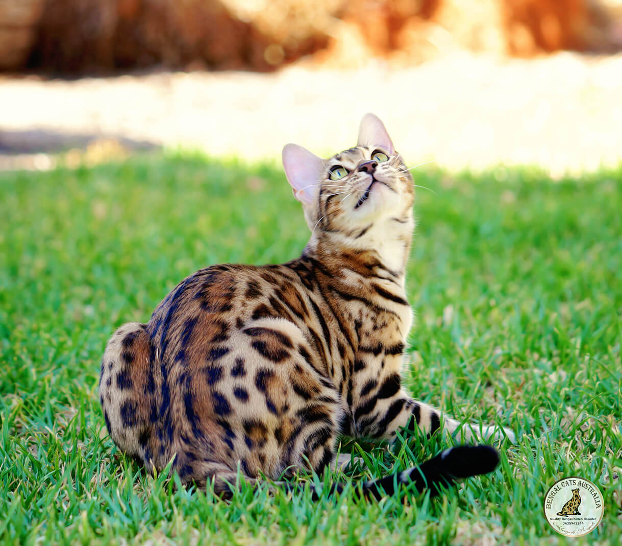 Bengal cat-whited expression-brown rosetted coat