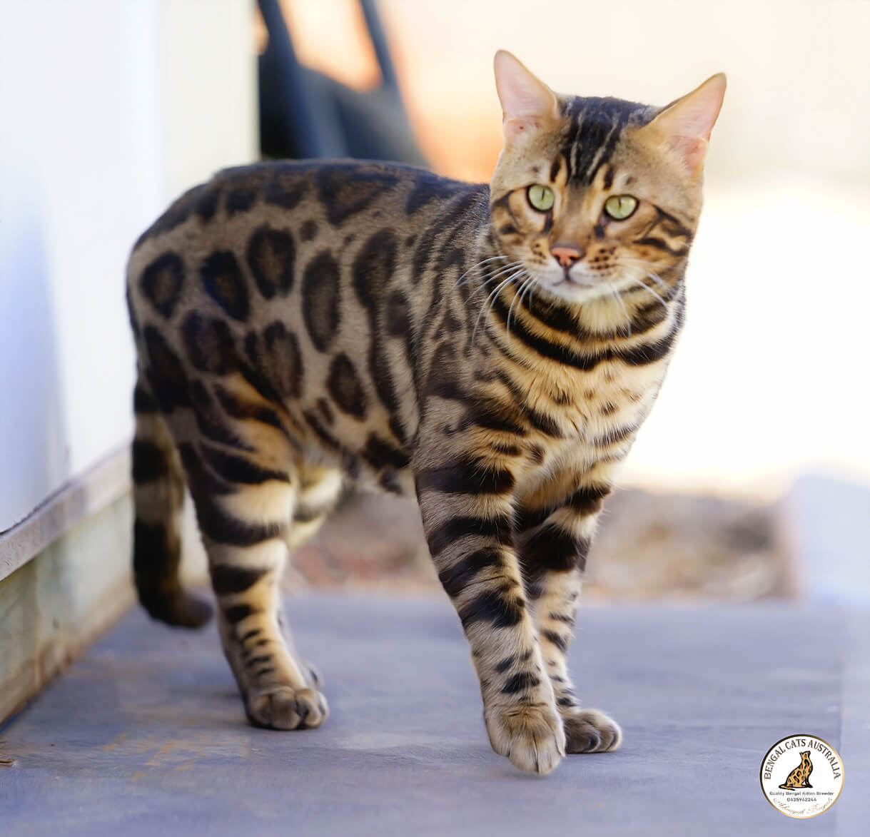 Bengal cat-large boned-charcoal influence