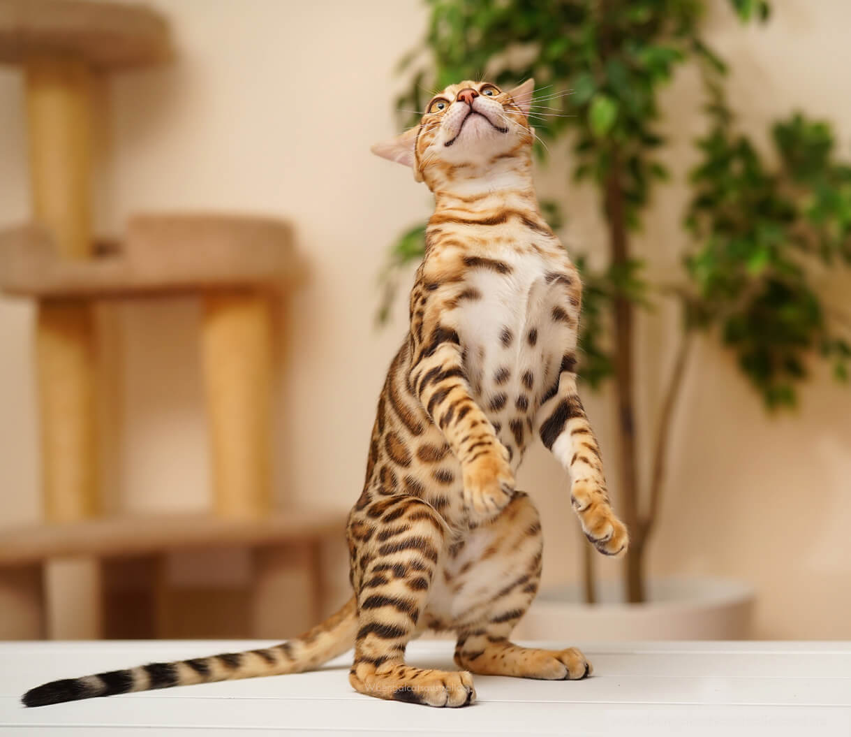 Whited Bengal cat-spotted tummy Whited Bengal cat-spotted tummy