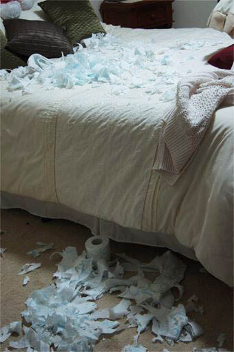 Bengal cats playing-toilet-paper